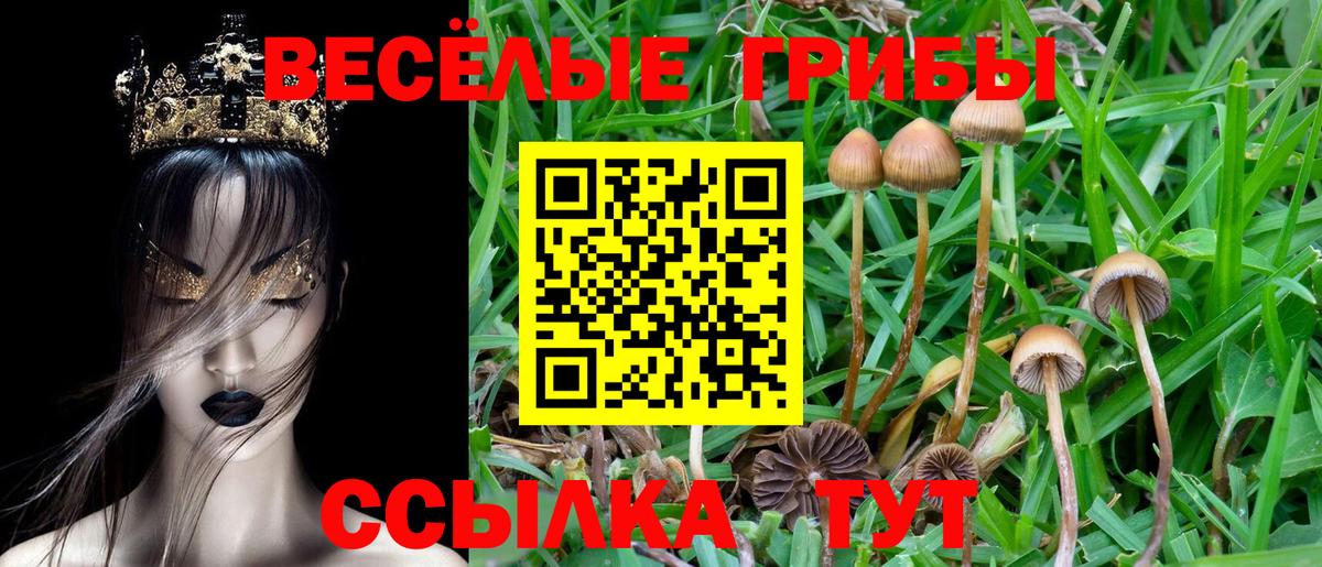 Псилоцибиновые грибы Psilocybine cubensis Нурлат